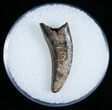 Dromaeosaur (Raptor) Tooth - Montana #6950-1